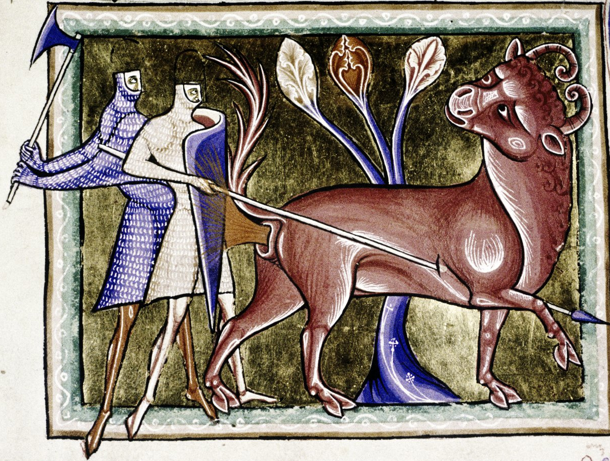 Caccia al toro – miniatura dal Bestiario di Ashmole – 1200 – 1225 ca – Oxford, Bodleian library