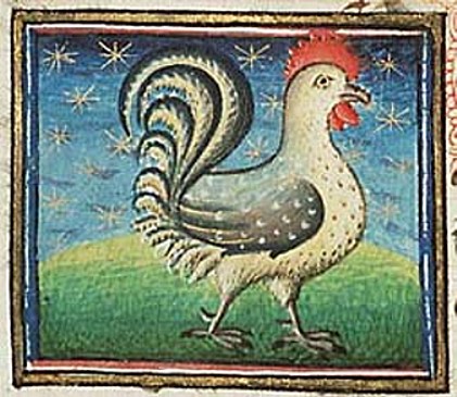 Gallo