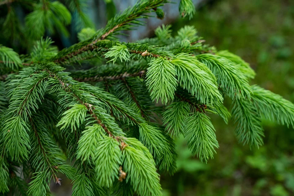 La tradizione dell’albero di Natale